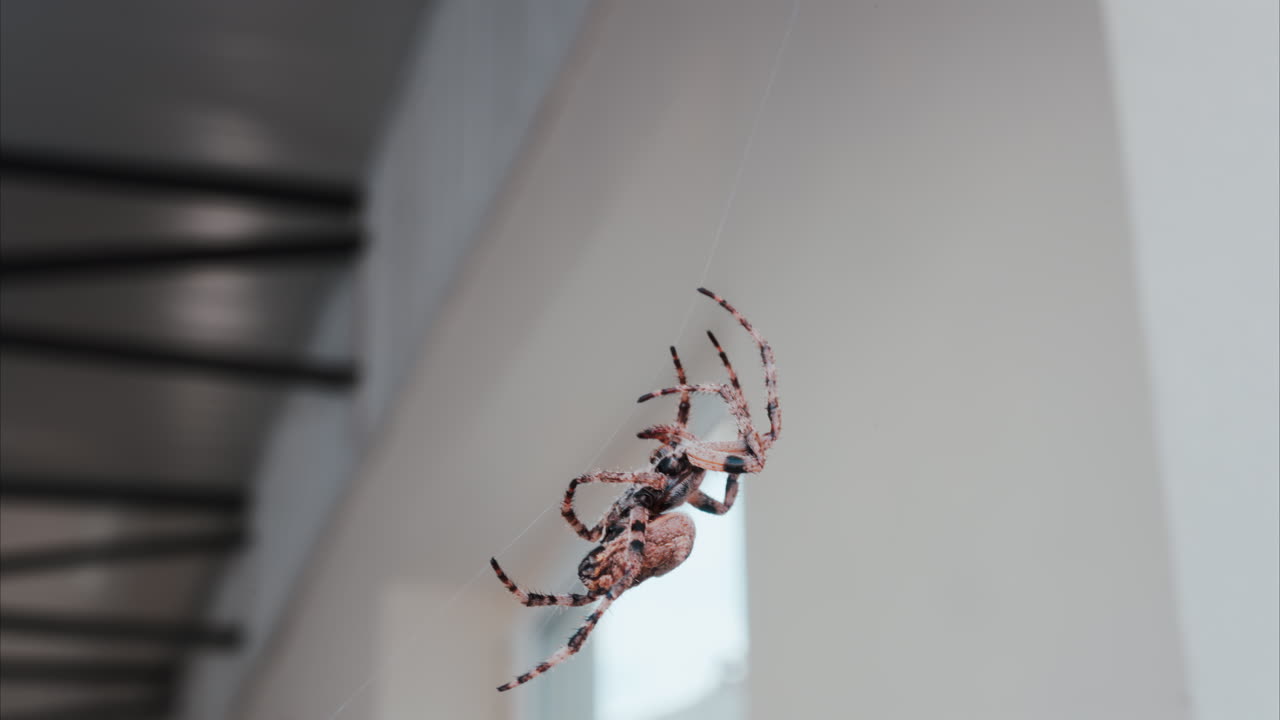 Close up of a spider sitting in its web, showing intricate details of its body and fine silk threads