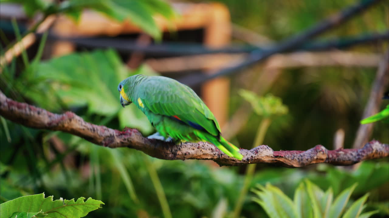 Close up of a green Macaw bird on a branch with a blurred background