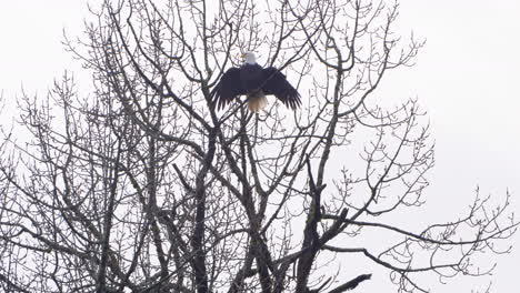 águila-Que-Se-Ventila-En-Un-árbol-Extendiendo-Sus-Alas