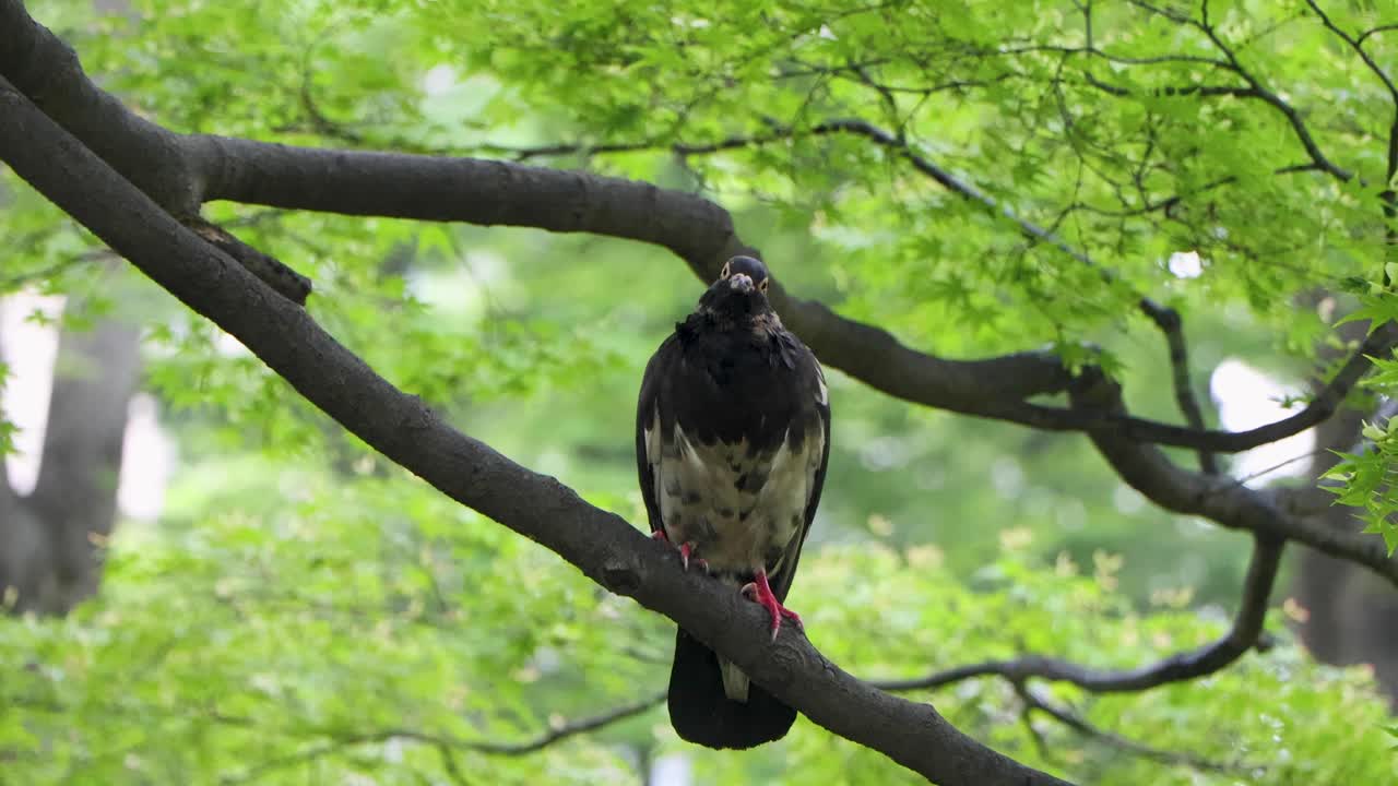 도쿄 최고의 전망
