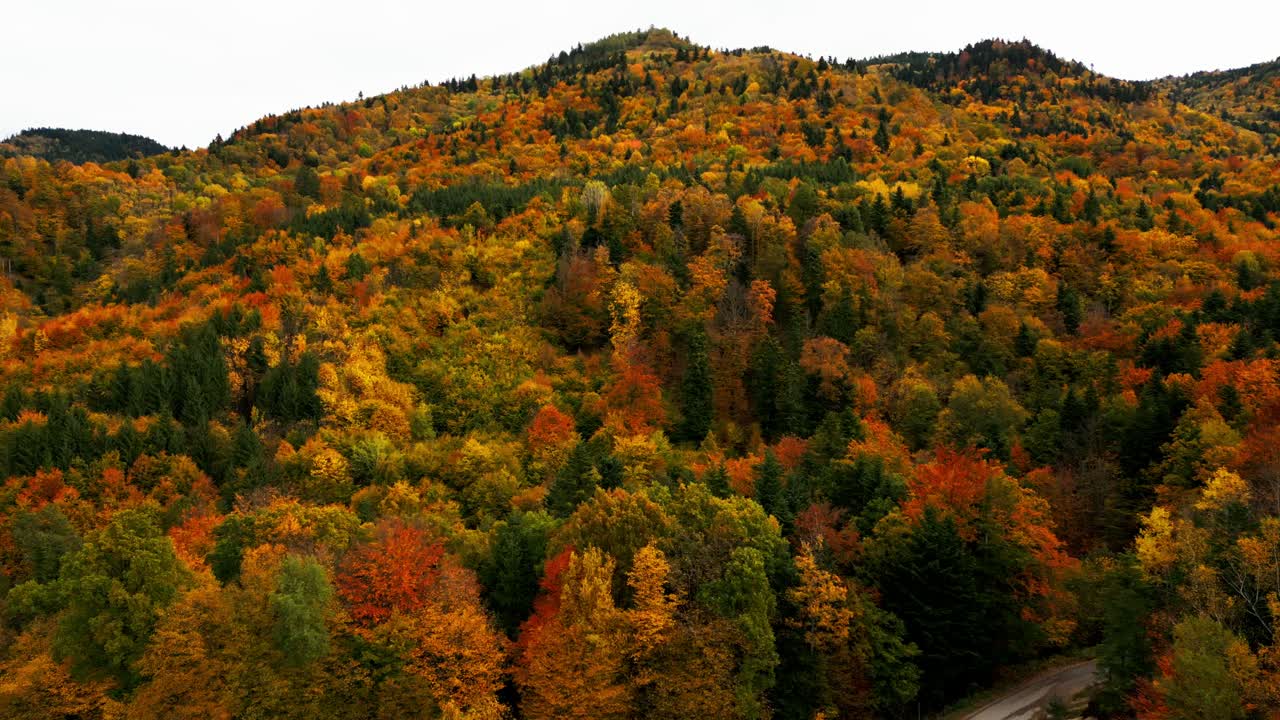 drone empujar en inclinación hasta amarillo dorado caída colorida ladera de la montaña en otoño, bajo cielo blanco