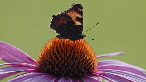 small tortoiseshell butterfly eating nectar from orange coneflower - macro static shot-1