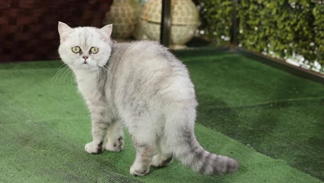 el gato doméstico persa chinchilla se relaja en su jardín