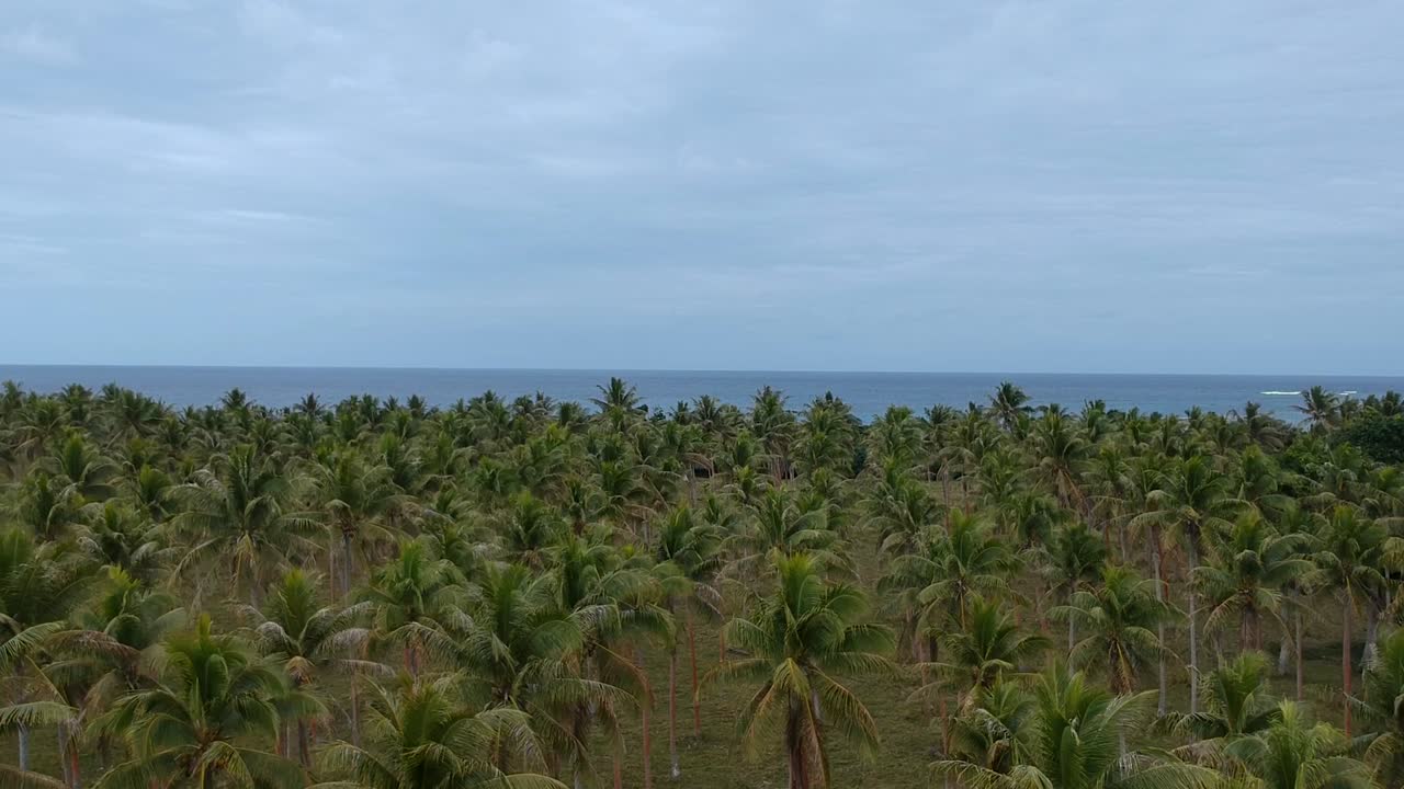 Aerial view of a large palm plantation growing near the coastline of a remote tropical island village in the Pacific ocean region