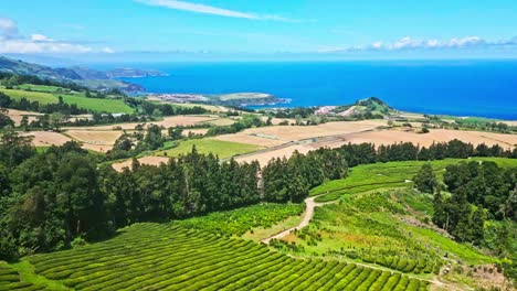 Teeplantage-Am-Meer-An-Einem-Sonnigen-Tag-Auf-Den-Azoren