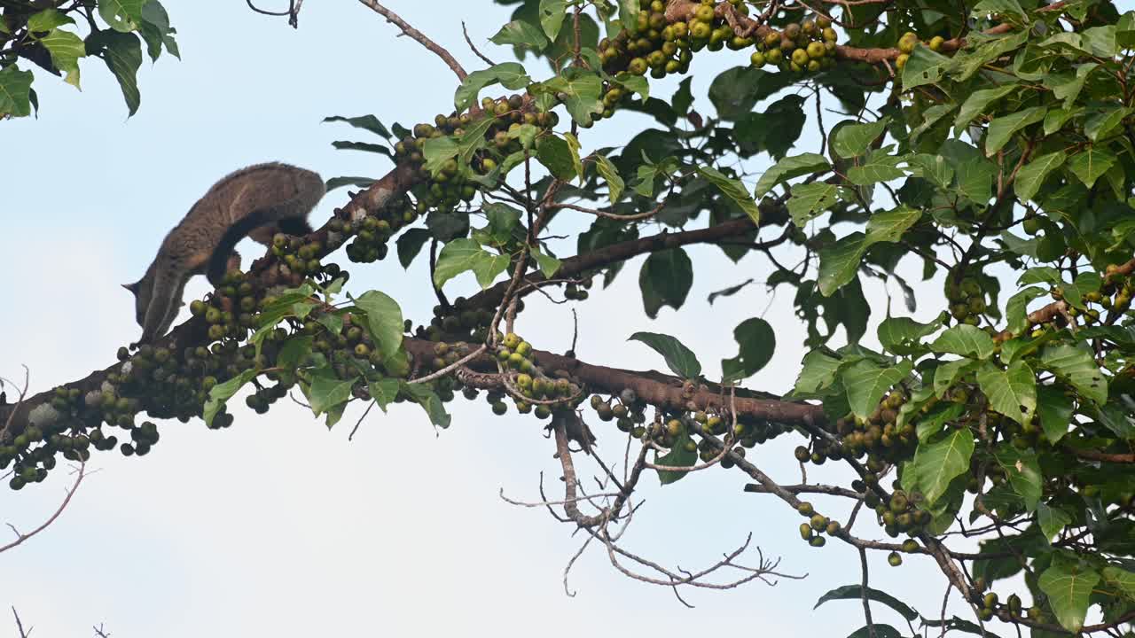 moviéndose hacia la izquierda mientras busca una fruta perfecta para comer, civeta de palma de tres rayas arctogalidia trivirgata, tailandia