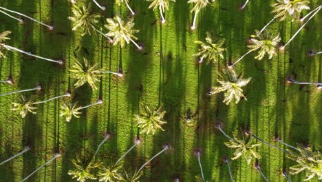 Cinematic-ascending-aerial-footage-of-Coconut-palm-trees