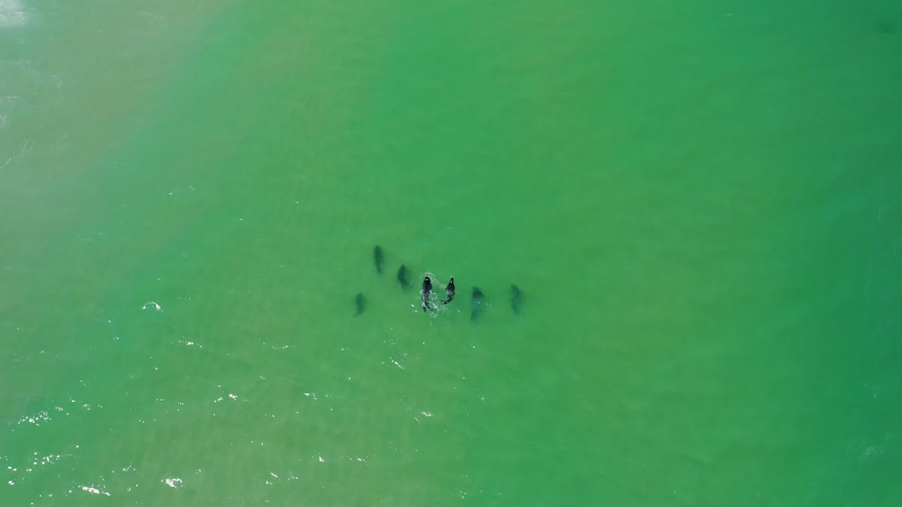 헤드 드론 으로 헤엄치는 해파리 들 의 사진