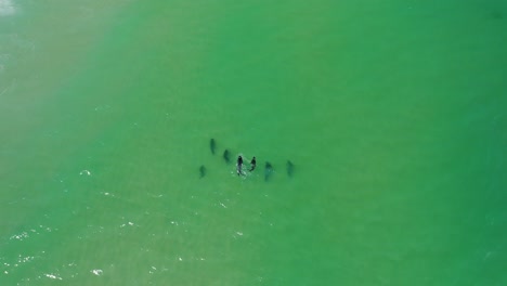 tomada aérea de las focas nadando
