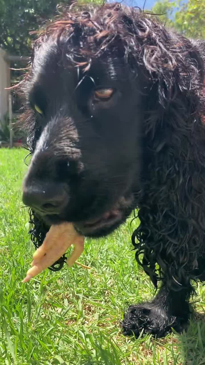 Um cocker spaniel preto mastigando um pé de galinha congelado como petisco.