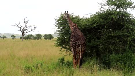 Jirafa-Anciana-Comiendo-Hojas-De-Un-Arbusto-Verde-En-El-Parque-Nacional-Serengeti