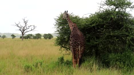 jirafa anciana comiendo hojas de un arbusto verde en el parque nacional serengeti