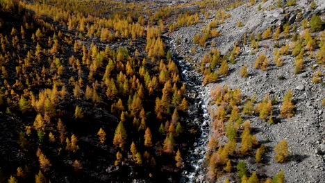 Luftüberflug-über-Einen-Wald-Mit-Gelben-Lärchen-In-Der-Walliser-Region-Der-Schweizer-Alpen-Auf-Dem-Höhepunkt-Des-Goldenen-Herbstes-Mit-Einem-Schwenkblick-Auf-Das-Schneebedeckte-Zinal-Rothorn-Und-Die-Gletscher-In-Der-Ferne