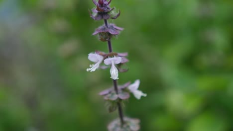 Western-Honey-Bee-Hovering-Around-Basil-Flowers-In-The-Garden