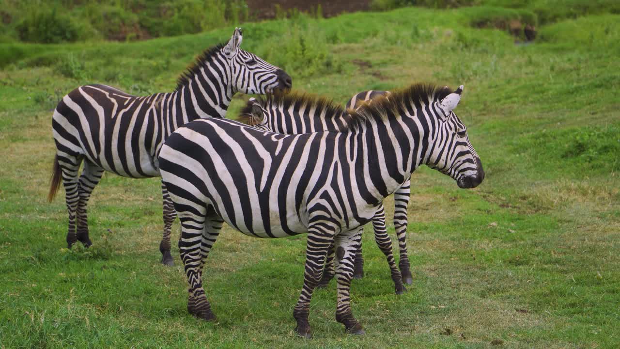 tres pequeñas cebras caminando y comiendo hierba en un campo verde en la sabana africana en un safari