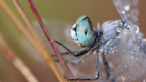 blue dragonfly covered in dew on a cold frosty winter morning extreme closeup