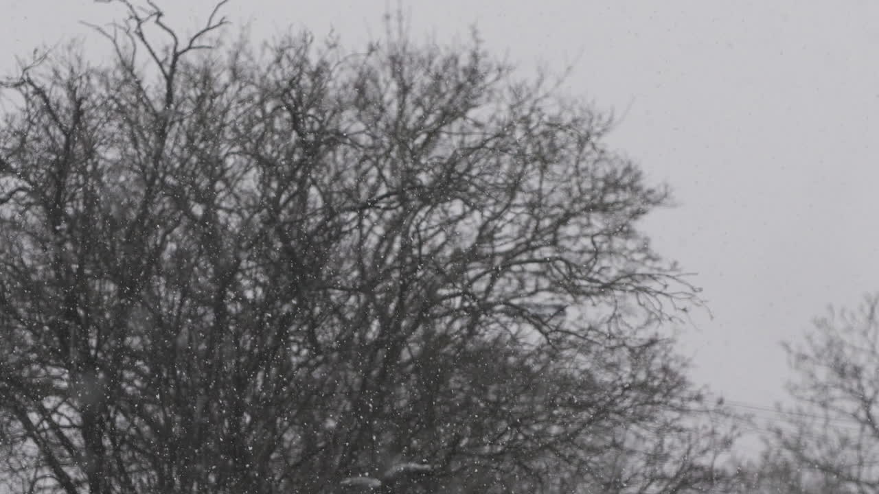 Snow Falling With Blurred Bare Trees In The Background