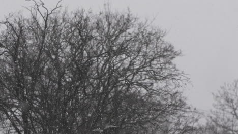 Schnee-Fällt-Mit-Verschwommenen-Kahlen-Bäumen-Im-Hintergrund