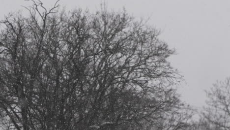 snow falling with blurred bare trees in the background