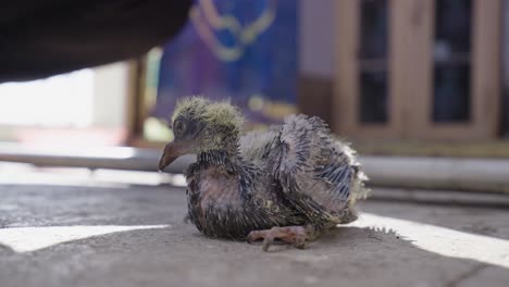 close up gimbal shot of baby pigeon on ground under shadow of person