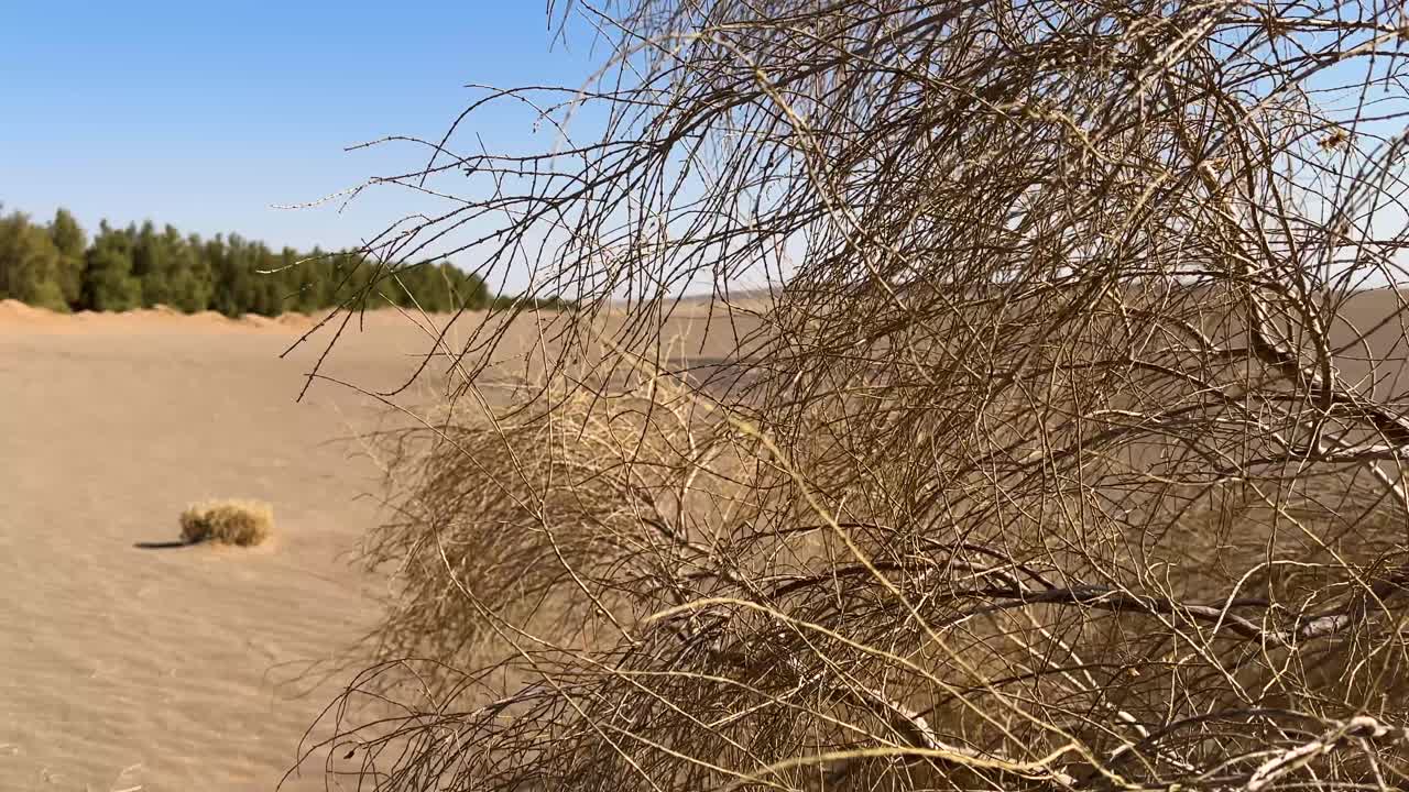 Desert floral species and plant in dry sand dune in Iran Haloxylon Tamarix in mountain range landscape of scenic horizon light bright sunlight nature outdoors wanderlust environment holiday travel