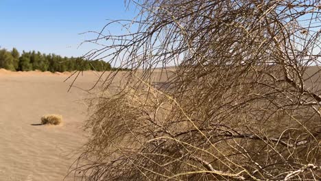 desert floral species and plant in dry sand dune in iran haloxylon tamarix in mountain range landscape of scenic horizon light bright sunlight nature outdoors wanderlust environment holiday travel