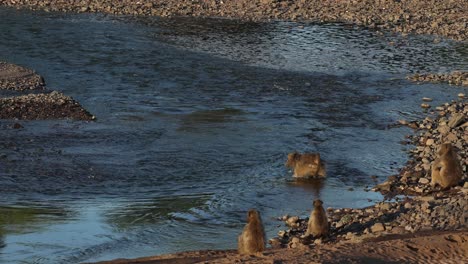a chacma baboon jumping into the river to cross it while the rest of the troop is sitting at the water's edge watching, mashatu game reserve
