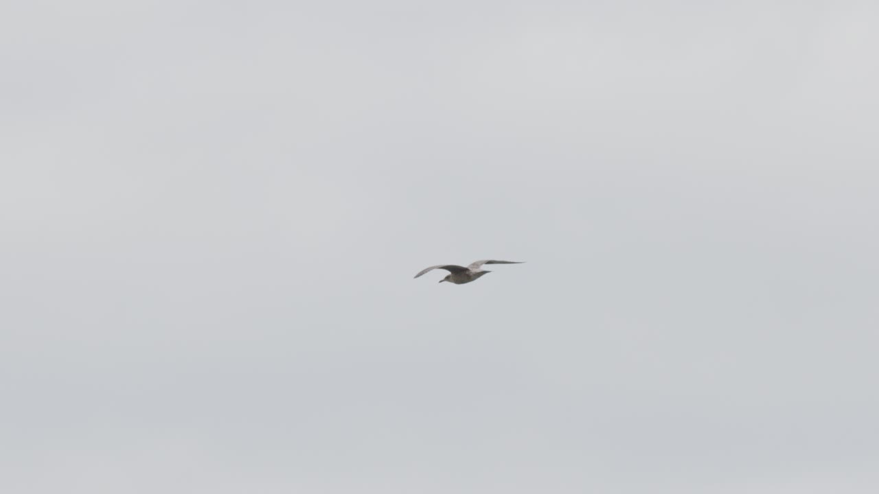 A seagull glides and maneuvers through a cloudy sky, captured in a wide shot with soft natural lighting and minimal camera movement