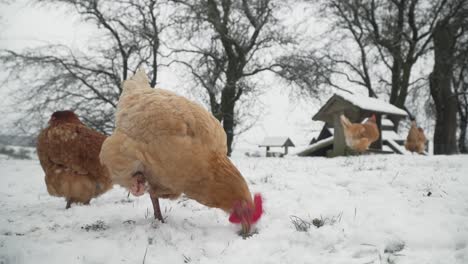 free range hens pecking in the snow on a cold winter day