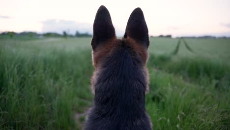 german shepherd dog in a field