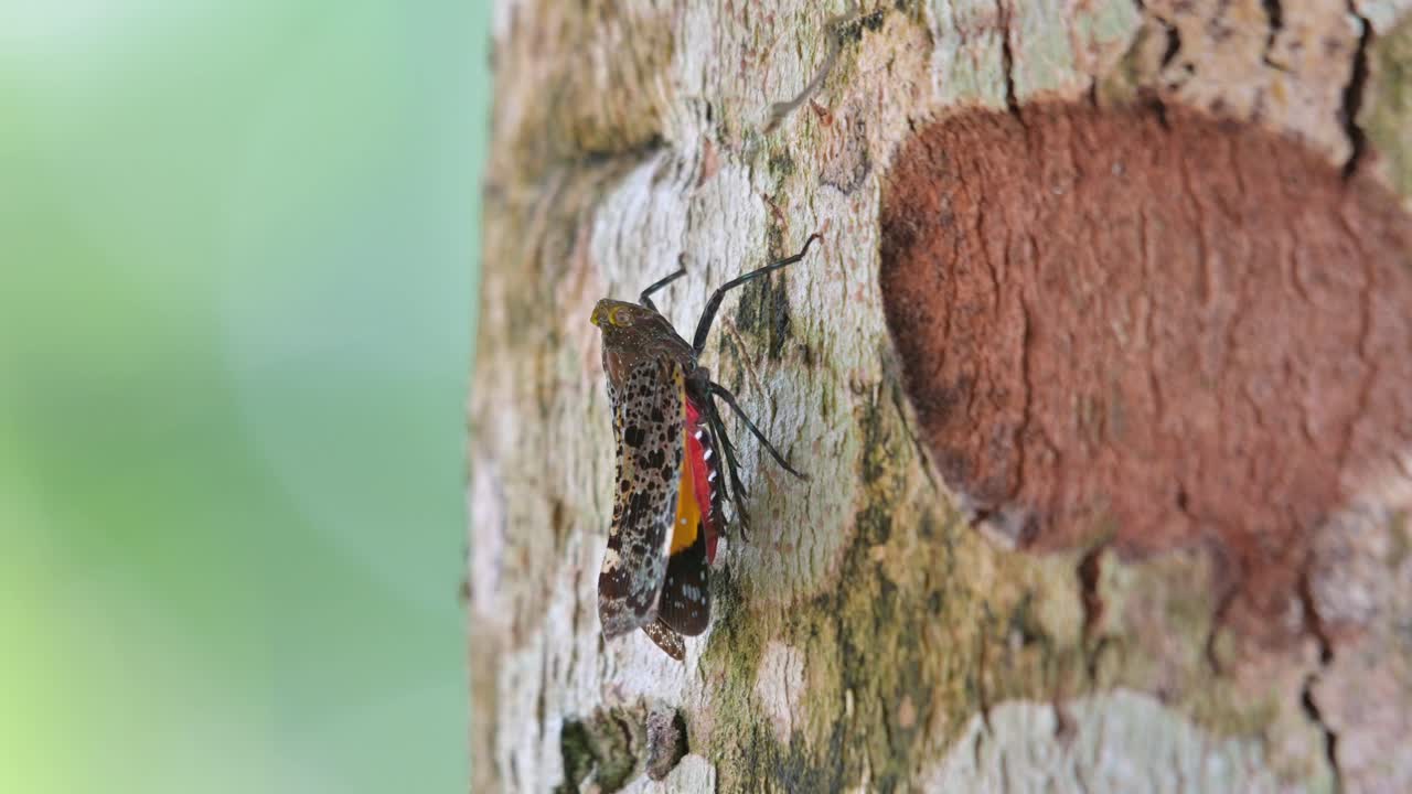 descansando en la corteza de un árbol durante un día brillante en el bosque exponiendo hermosos colores debajo de sus alas, penthicodes variegate lantern bug, tailandia