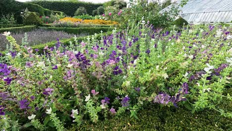 vibrant salvia flowers in a lush garden