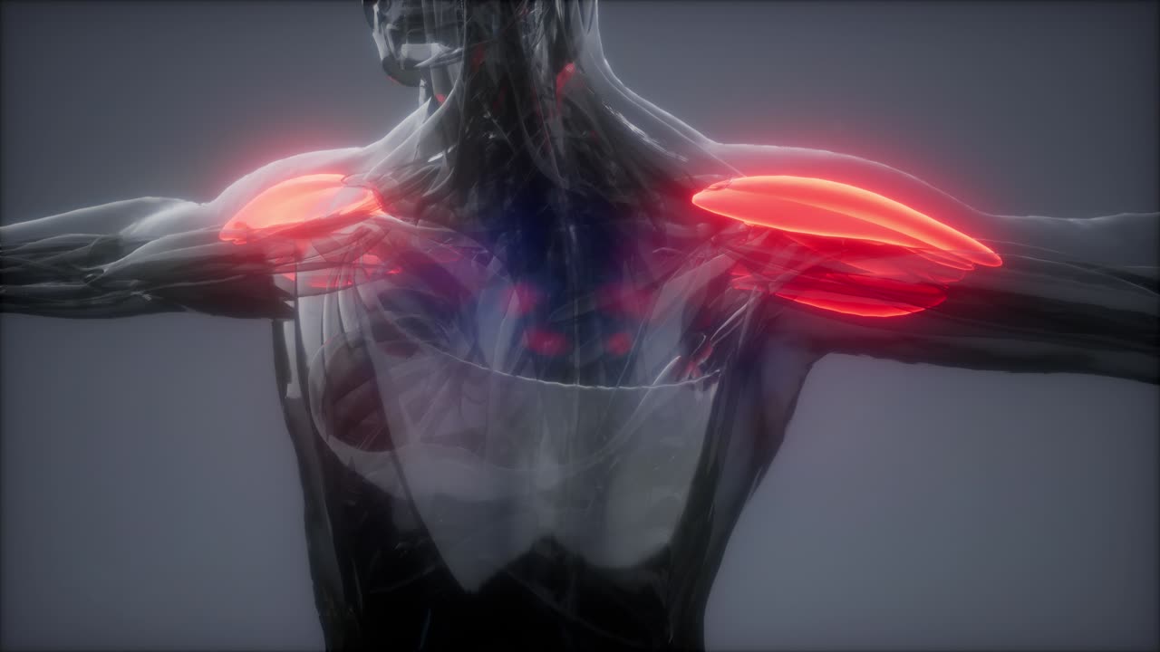 델토이드 - 눈에 보이는 근육 해부학 지도