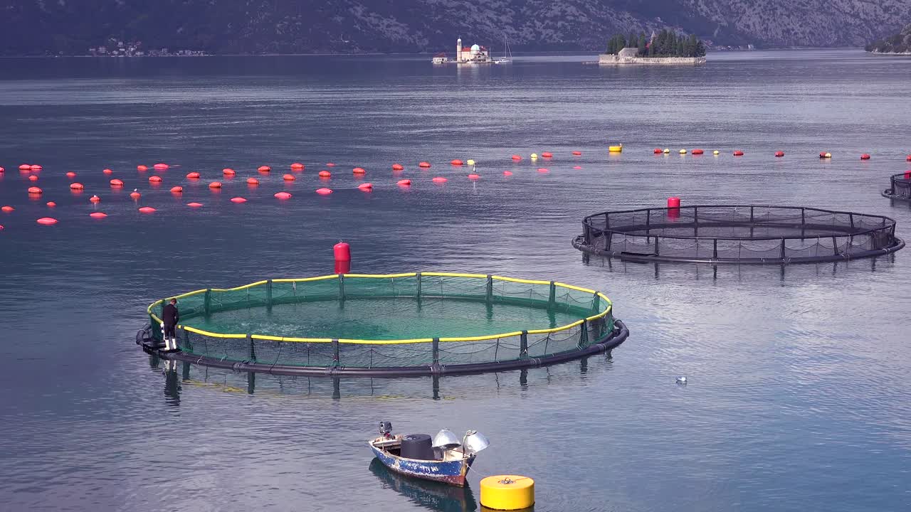 직원들이 보카 베이 몬테네그로 2의 양어장에서 물고기에게 먹이를 주고 있습니다.