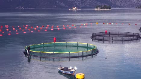 Los-Trabajadores-Alimentan-A-Los-Peces-En-Una-Piscifactoría-En-La-Bahía-De-Boka-Montenegro-2