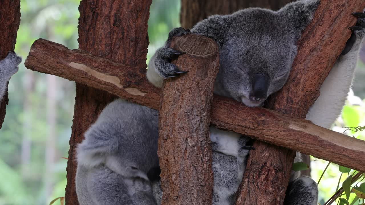 Two koalas interact and rest on a wooden structure surrounded by greenery.