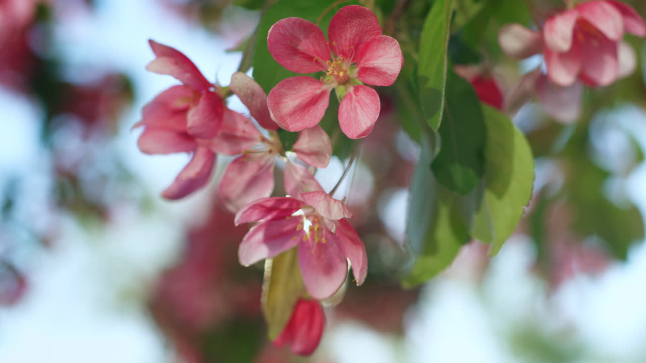 la hermosa sakura florece contra el brillante sol dorado. una tranquila escena floral.