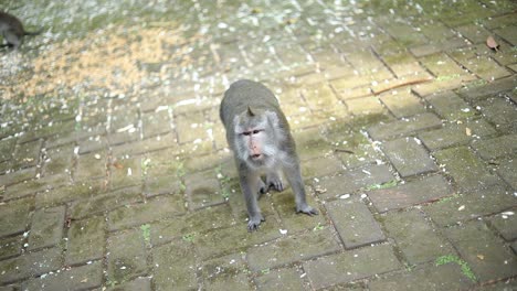 Un-Mono-Balinés-De-Cola-Larga-En-El-Bosque-De-Monos-Sagrados-En-Bali,-Indonesia