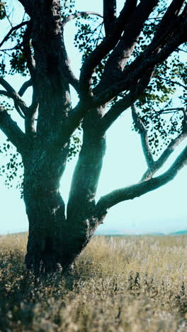 Large tree in a field