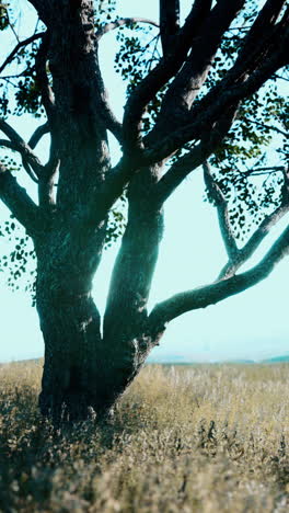 árbol grande en un campo