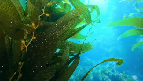 un vasto y enigmático bosque de algas cubre la multitud de especies oceánicas