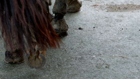 sección inferior de un caballo caminando