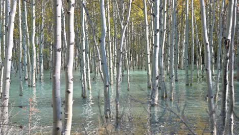 abedules en aguas azules en alberta, canadá