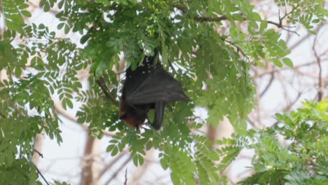 fruit bat hanging from trees drove view in kolhapur