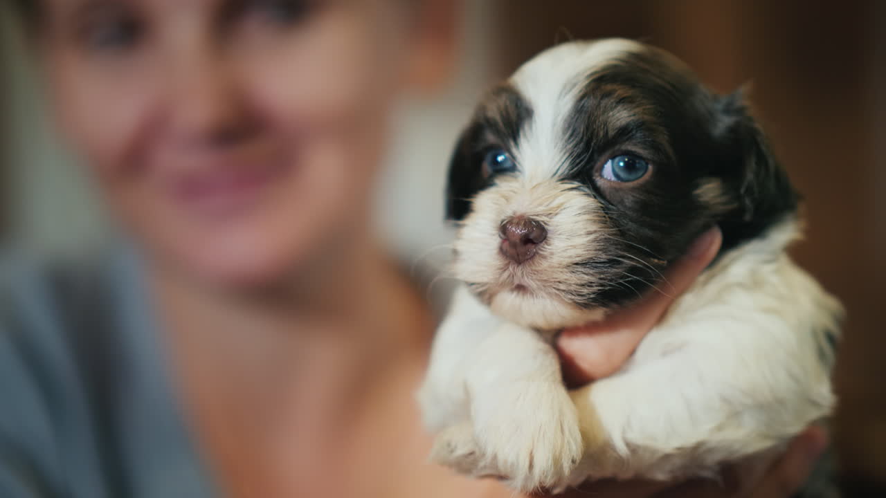 갈색 흰색의 귀여운 강아지를 안고 있는 여자