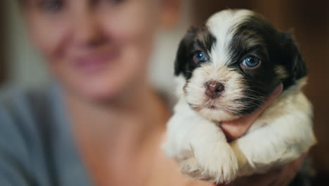 woman holding a cute puppy in a brown-white color