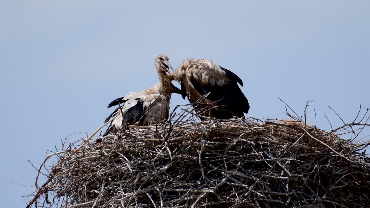 4k High definition video of the beautiful nesting Stork birds- Armenia