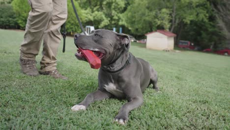 Pitbull-Gris-Tendido-Sobre-El-Césped-Con-Un-Juguete-Rojo-En-La-Boca-Con-El-Dueño-De-Pie-Junto-Al-Perro