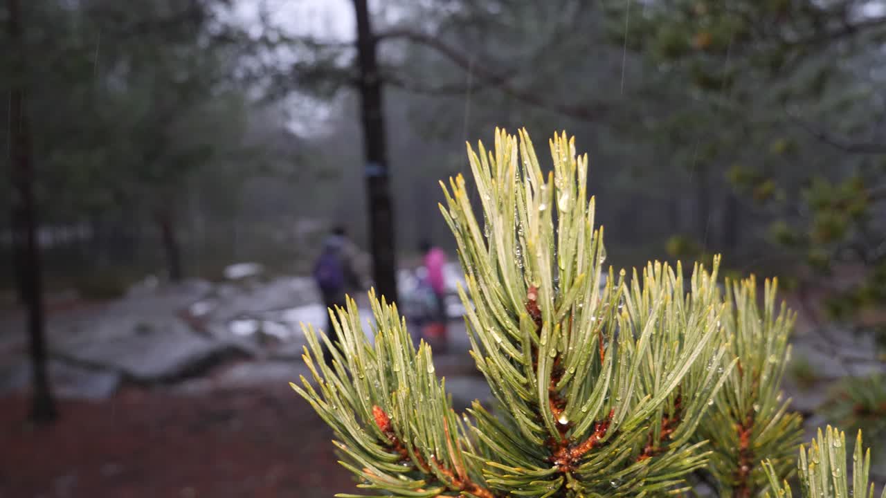 Family goes for a hike in the forest in winter during snow, rain and sleet - focus on a pine tree branch in the foreground