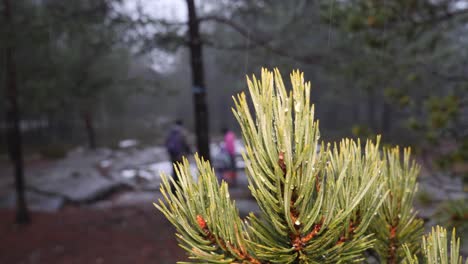 family goes for a hike in the forest in winter during snow, rain and sleet - focus on a pine tree branch in the foreground